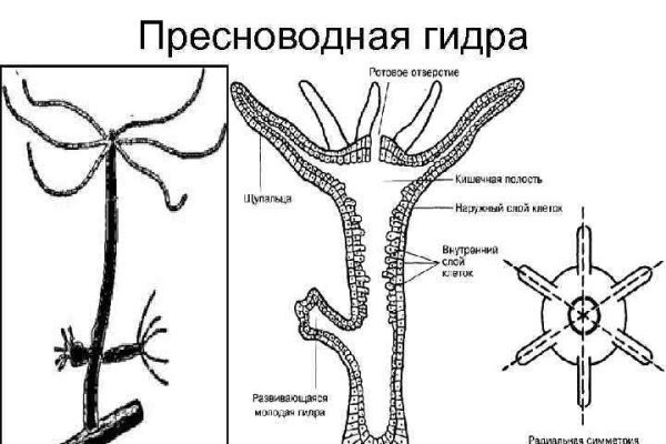 Кракен как зайти через тор браузер